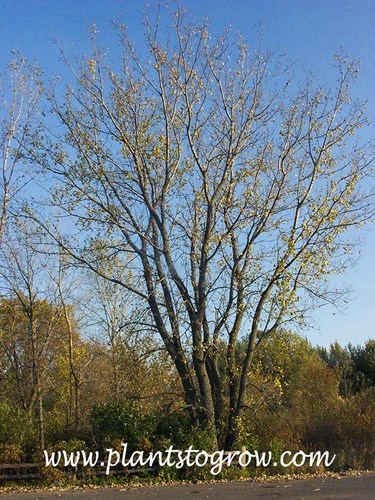 Cottonwood (Populus deltoides)